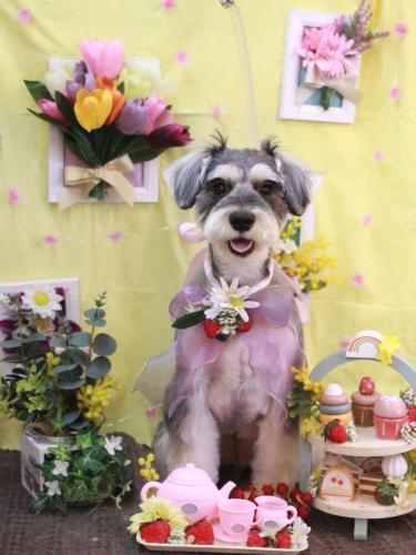 20230330パピコくん